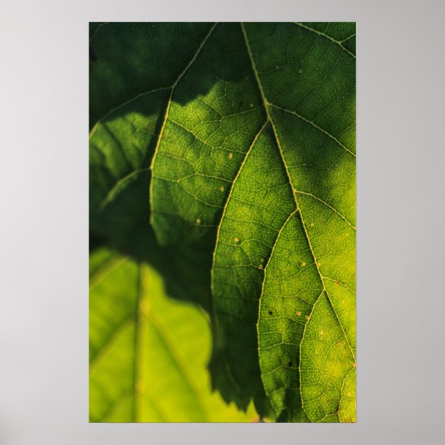 Póster Venas verdes de hoja (Frente)