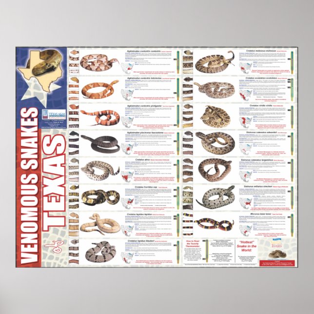 Póster Venenosas serpientes de Texas Poser por el NNTRC (Frente)