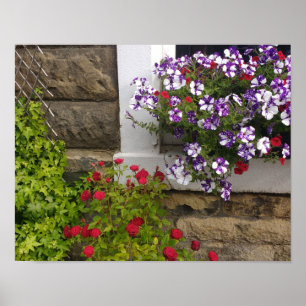 Póster Ventana de cabaña escocesa con petunias y rosas