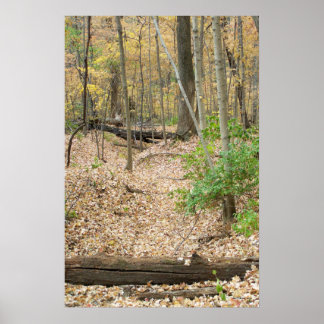 Póster Ventana de Woodland