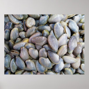 Póster Venus Clam [ห อ ย ล ย]