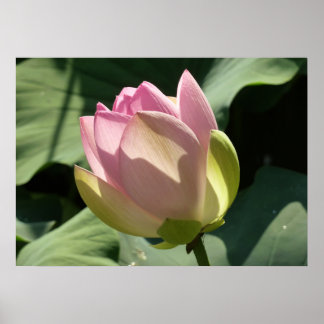Póster Verano de flores rosadas de Lotus