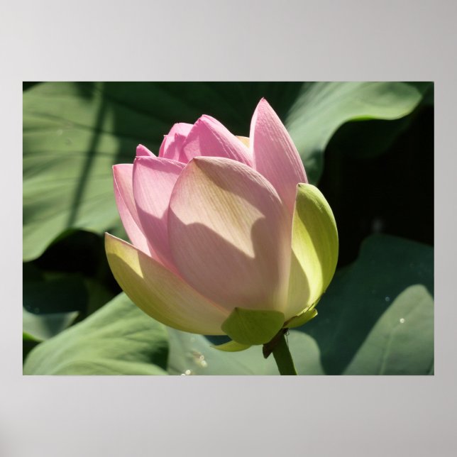 Póster Verano de flores rosadas de Lotus (Frente)