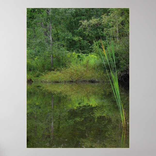 Póster Verano en el estanque (Frente)