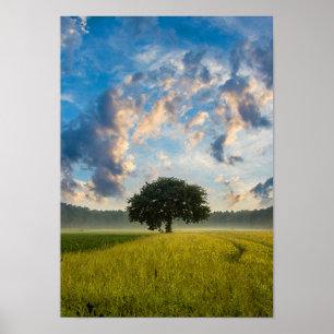 Póster Verano salvaje del cielo azul de la hierba verde