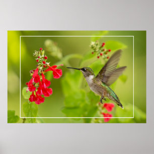 Póster Verano verde suave