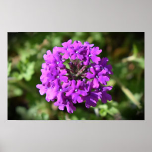 Póster Verbena,