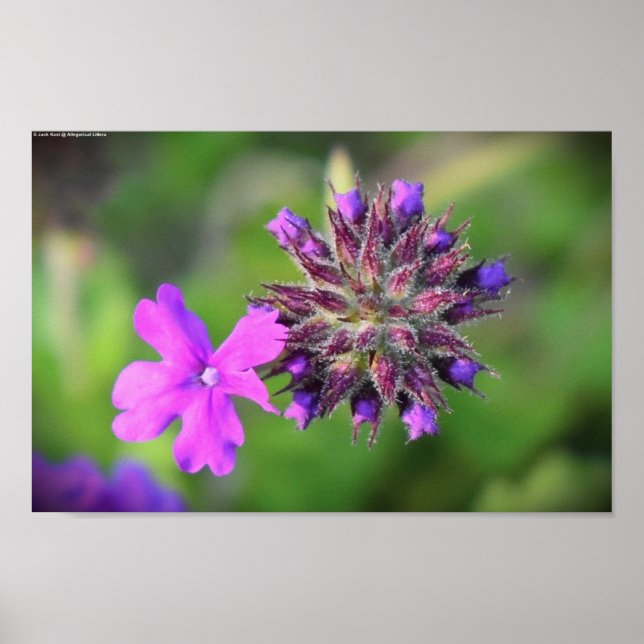 Póster Verbena, (Frente)