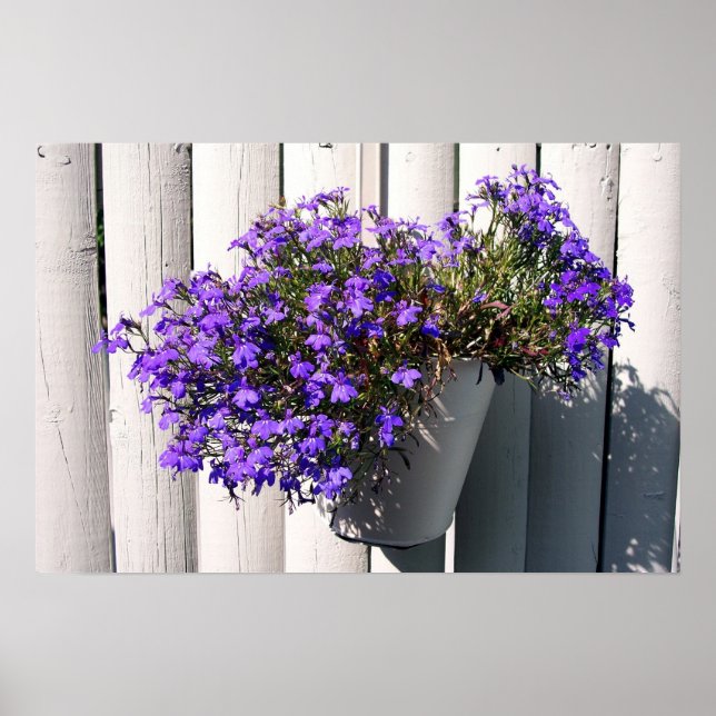 Póster Verbena Plant (Frente)