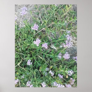 Póster Verbena Silvestre Flores Purpúreas en Hábitat Natu