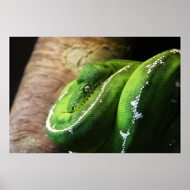 Póster Verde (Frente)