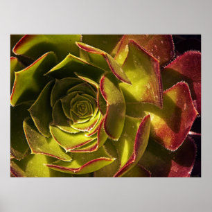 Póster Verde