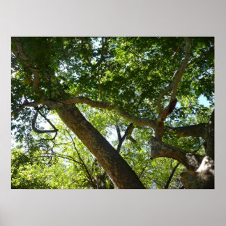 Póster Verde De Árbol De Sicómoro Naturaleza