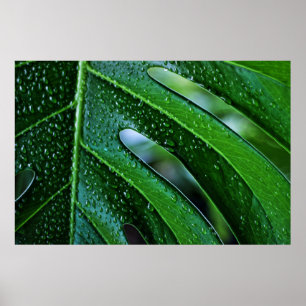 Póster verde de hoja de planta de Monstera