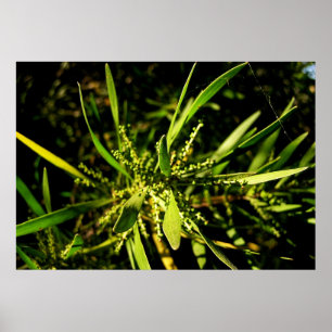 Póster verde de la naturaleza