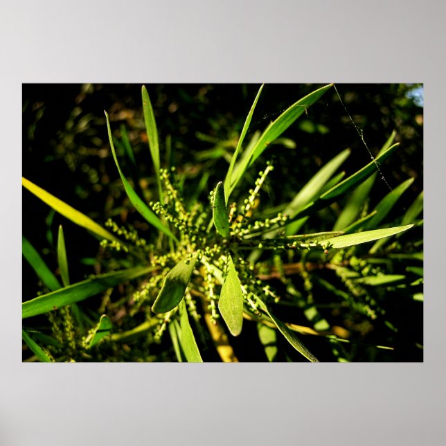 Póster verde de la naturaleza (Frente)