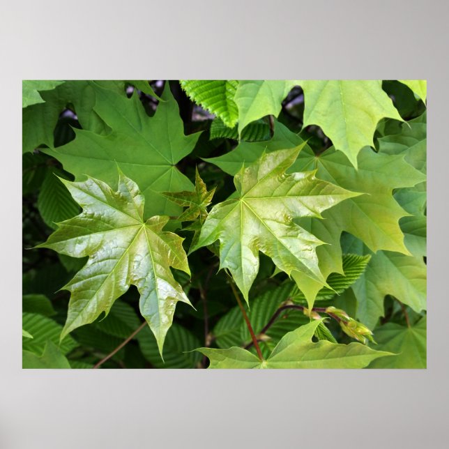 Póster verde de primavera (Frente)