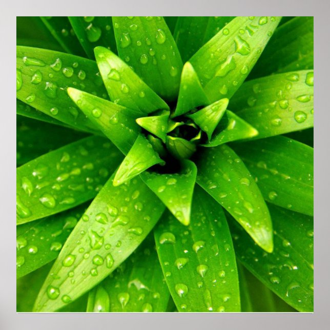 Póster verde macro (Frente)