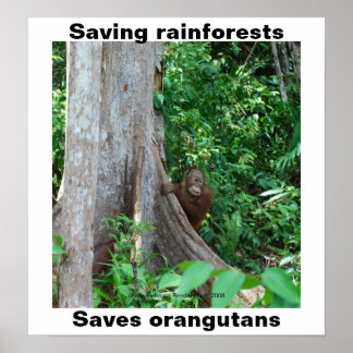 Póster Verde para los bosques tropicales y los orangutane
