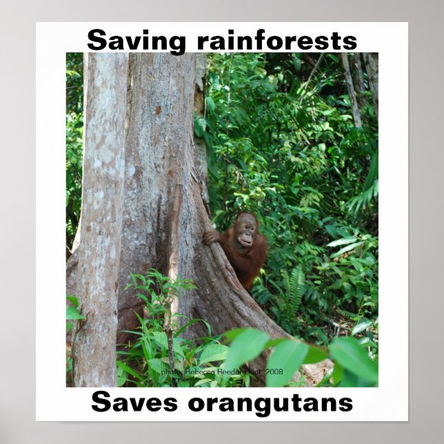 Póster Verde para los bosques tropicales y los orangutane (Frente)