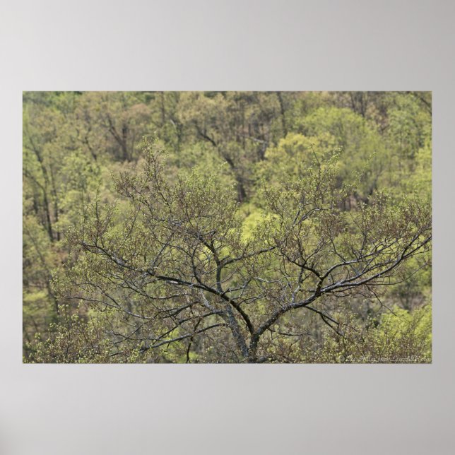 Póster Verde primavera en el despertar del Poster foresta (Frente)