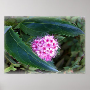 Póster verde y rosa
