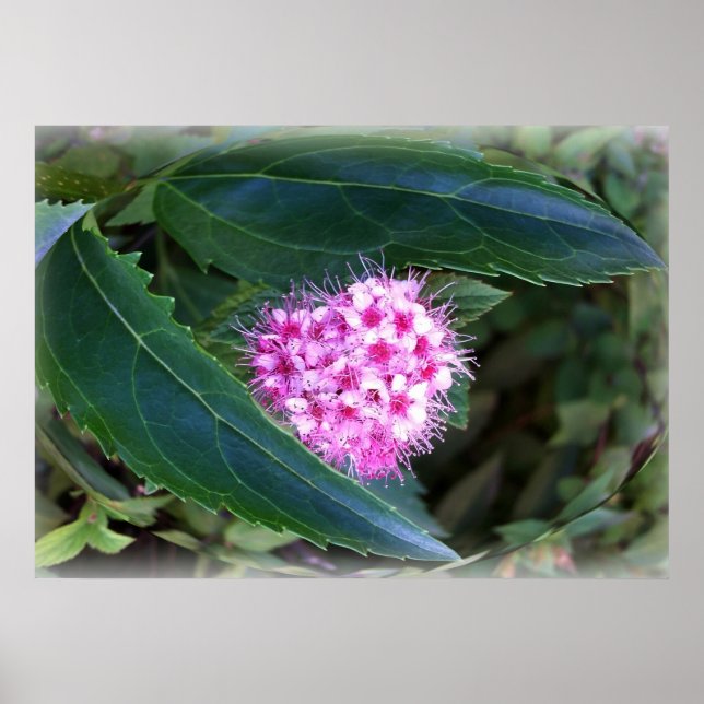 Póster verde y rosa (Frente)