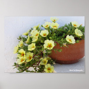 Póster Verdolaga de Flor de Musgo, Planta Floral Suculent