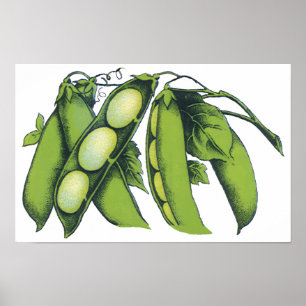 Póster Verduras Antiguas; Judías Lima, Alimentos de Granj