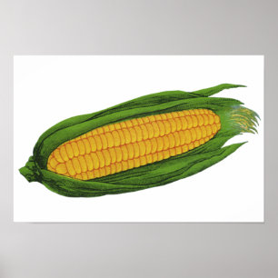 Póster Verduras de comida vintage; Maíz amarillo en la ma