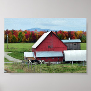Póster Vermont Dairy Cows at the Barn