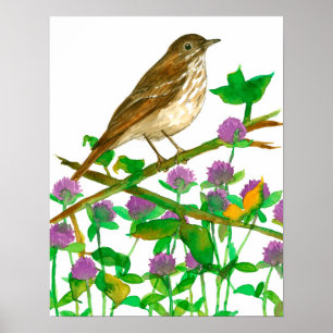 Póster Vermont State Bird Hermit Thrush Clover