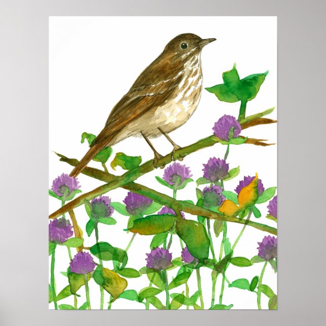 Póster Vermont State Bird Hermit Thrush Clover (Frente)