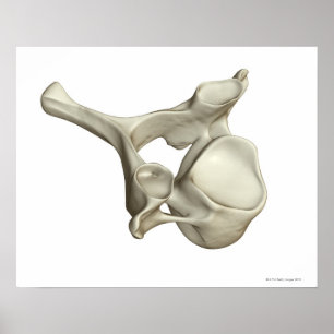 Póster Vertebra cervical