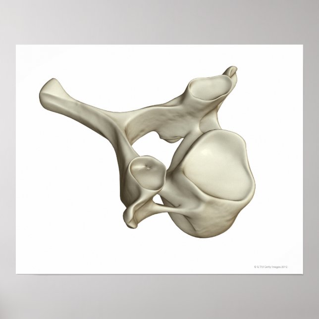 Póster Vertebra cervical (Frente)