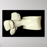 Vertebra lumbar 4