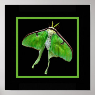 Póster vertebral de lunares, marco negro de lunaon