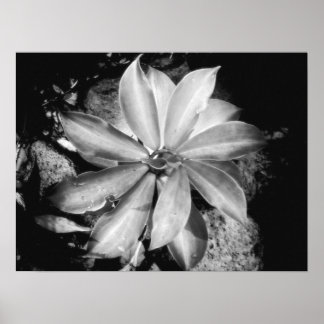 Póster Very Symmetrical Plant, Oahu