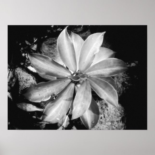 Póster Very Symmetrical Plant, Oahu (Frente)