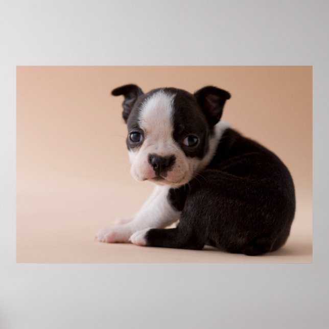 Póster Very Young Boston Terrier Puppy (Frente)