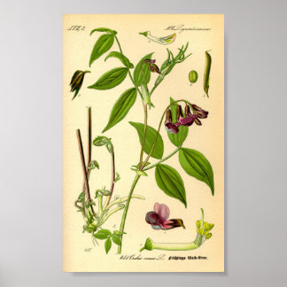 Póster Vetch de primavera (Lathyrus vernus)