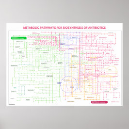 Póster Vía metabólica para la síntesis de antibióticos