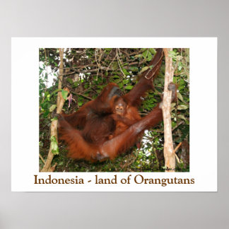 Póster Viajando por la tierra de los Orangutans