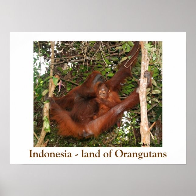 Póster Viajando por la tierra de los Orangutans (Frente)