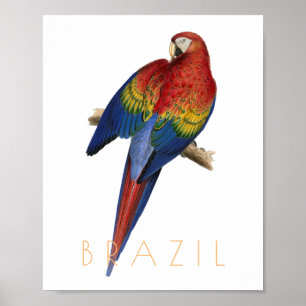 Póster Viaje de Brasil Viaje Macaw Ave de mediados de sig