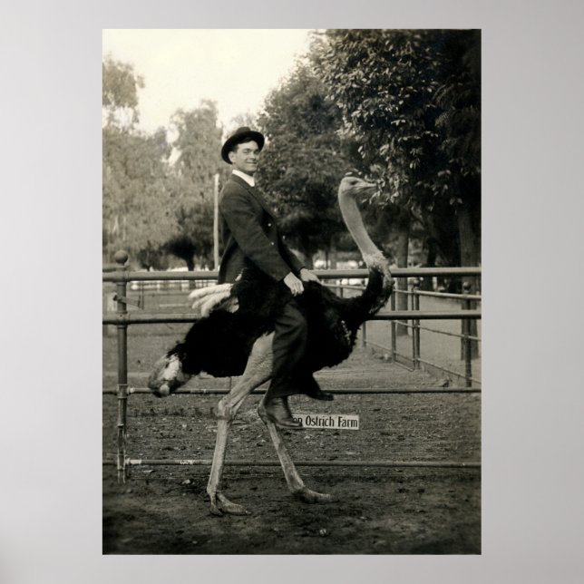 Póster Viaje De Ostrich En 1910 (Frente)
