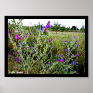 Póster Víbora púrpura, Echium Plant