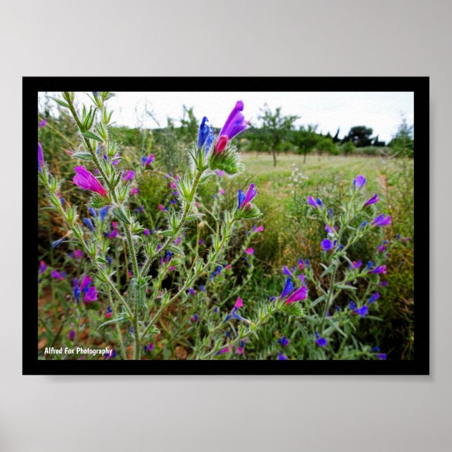 Póster Víbora púrpura, Echium Plant (Frente)