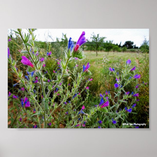 Póster Víbora púrpura, Echium Plant (Frente)