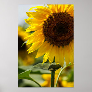 Póster - Vibración de Verano de Girasoles